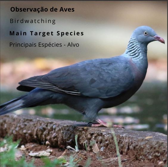 observacao_aves